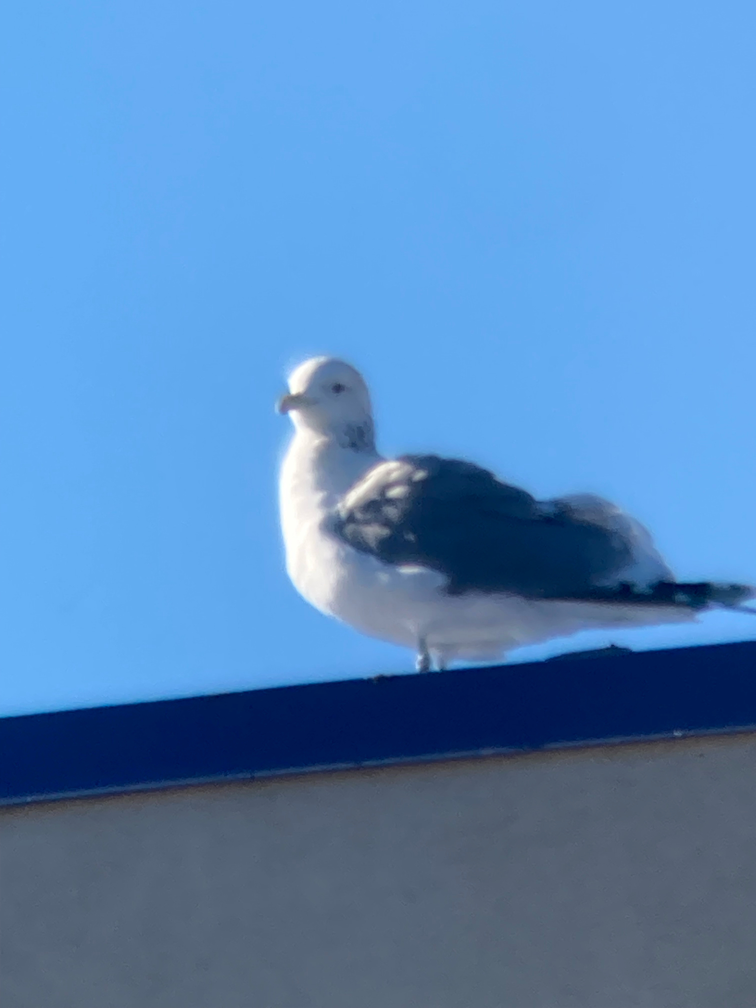 California Gull (Larus californicus), photo 7
