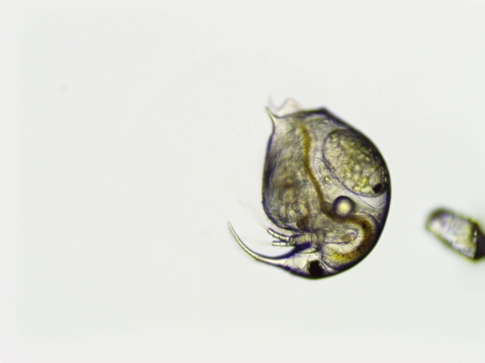 Bosmina longirostris (O.F.Müller, 1776)