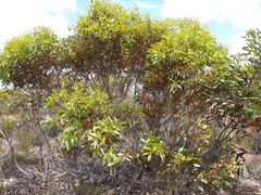 Eucalyptus uncinata