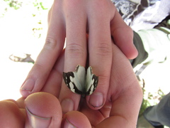 Lieinix nemesis nemesis