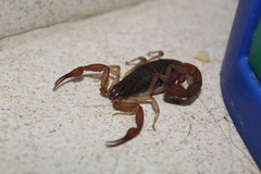 Centruroides ochraceus