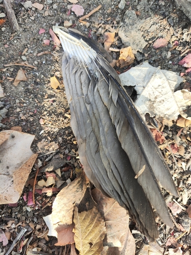 Eurasian Blackbird