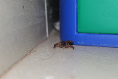 Centruroides ochraceus