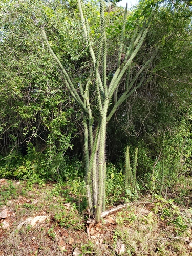 Harrisia fernowii