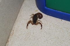 Centruroides ochraceus