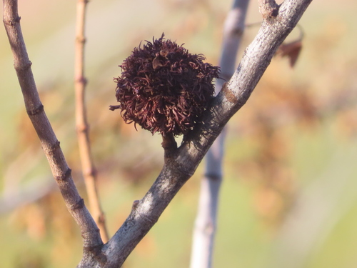 Unknown species found near Papago preserve park, 599 Papago Park Rd, Phoenix, AZ 85008, USA