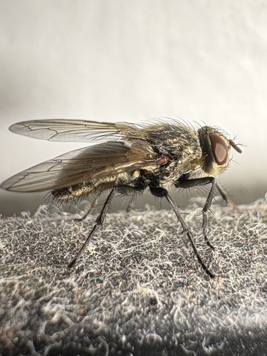Unknown species found near Green Mountain National Forest, West Rupert, VT, US