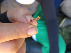 Platystele consobrina