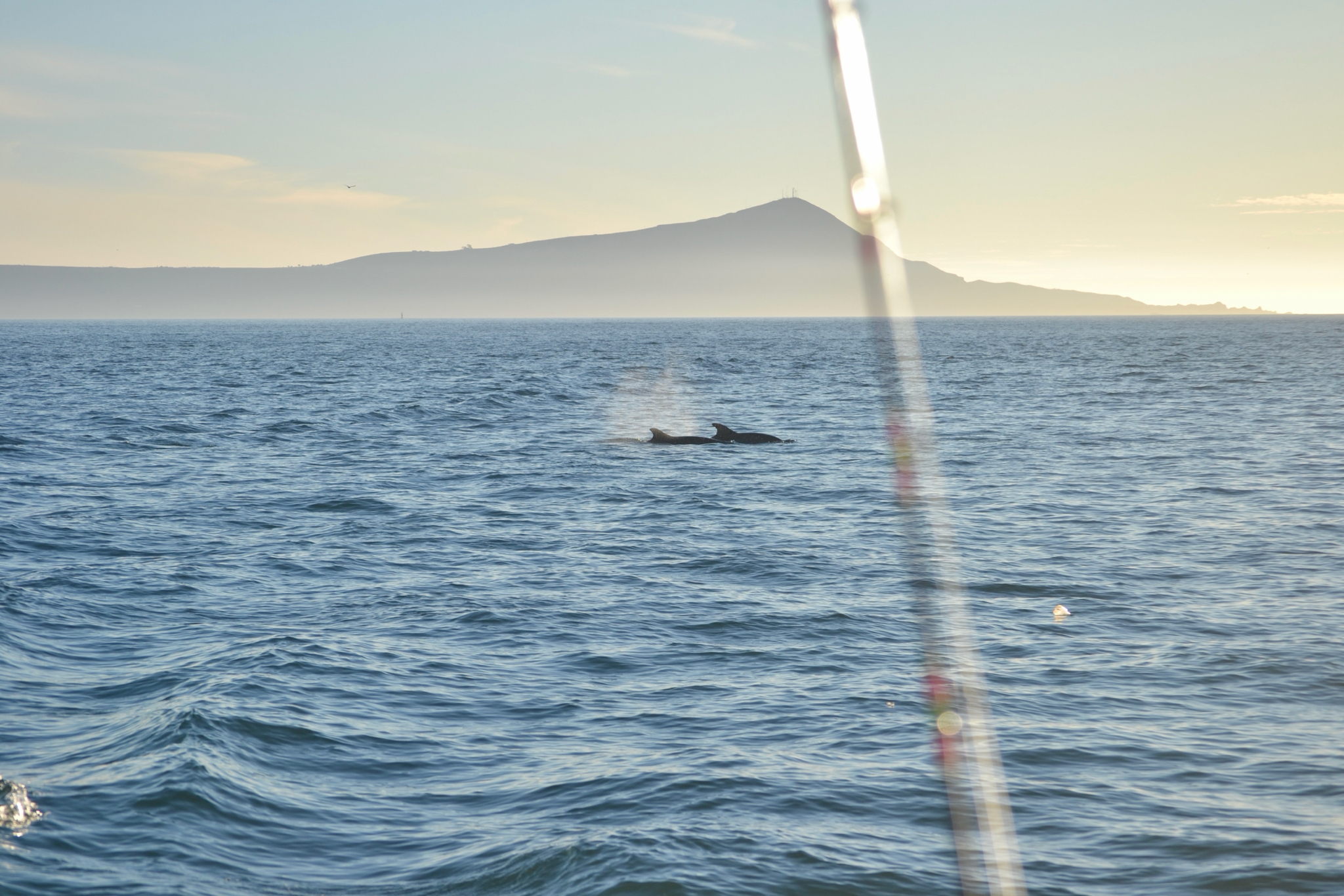 Tursiops truncatus