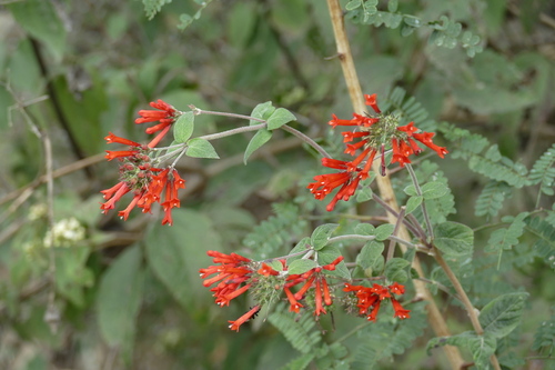 Bouvardia leiantha iNat (3)