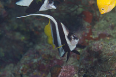 Heniochus acuminatus
