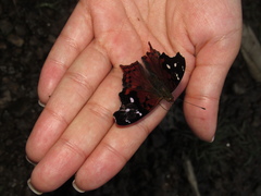 Hypanartia kefersteini