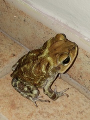 Peltophryne peltocephala