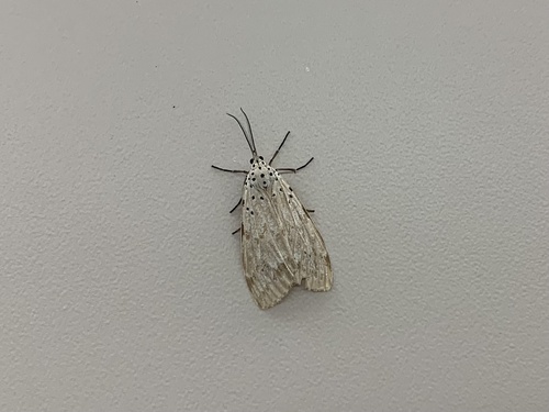 Madagascan fireweed moth photo 2