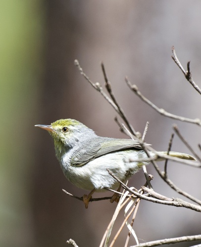 iNaturalist image