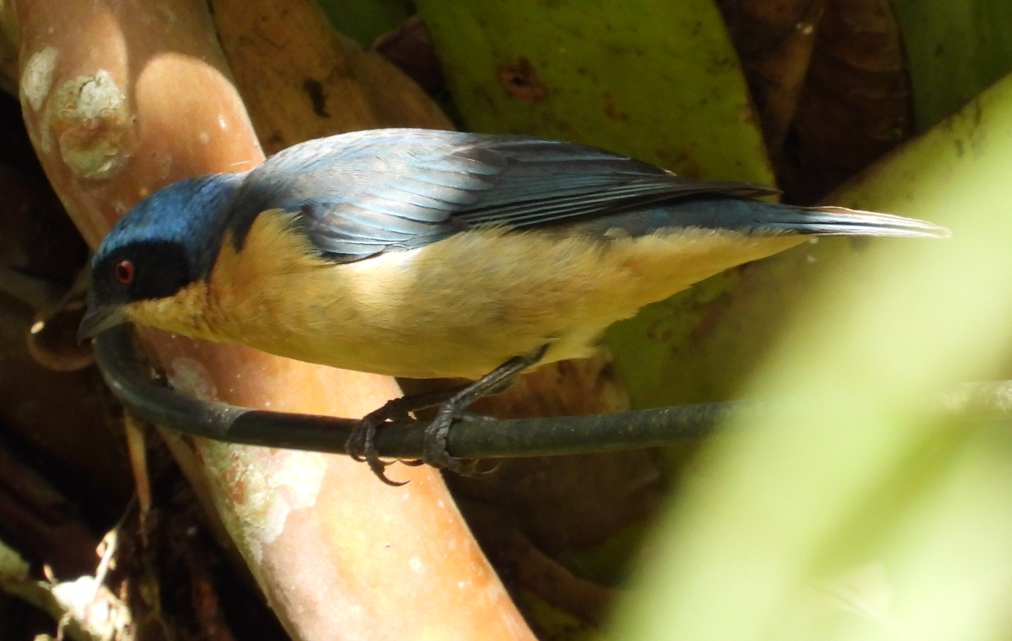 Fawn-breasted Tanager (Pipraeidea melanonota), photo 6