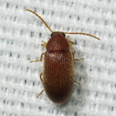 Hymenorus
