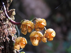 Houlletia