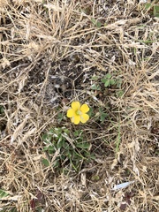 Oxalis exilis