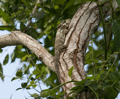 Anolis porcus