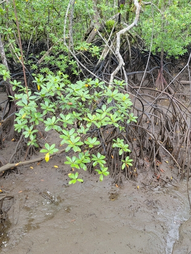 Tea Mangrove (Pelliciera rhizophorae)