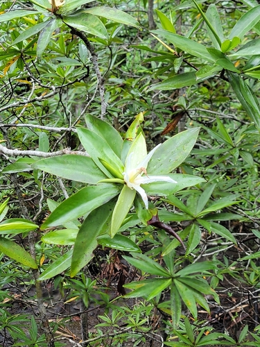 Pelliciera rhizophorae, photograph 5