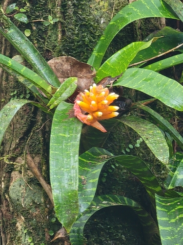 Guzmania musaica, photograph 1