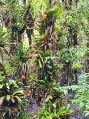 Guzmania musaica, photograph (c) Emily Turteltaub Nelson, some rights reserved (CC BY)