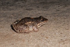 Leptodactylus latinasus