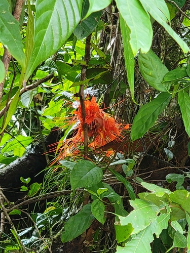 flame tree (Brownea macrophylla)