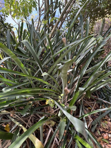 Wittmackia lingulata, photograph 4