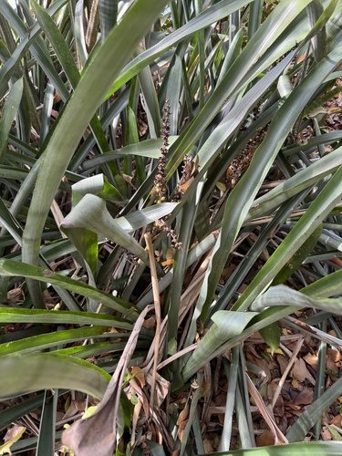 Wittmackia lingulata, photograph 5