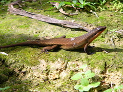 Eutropis lewisi