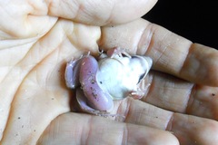 Leptodactylus latinasus