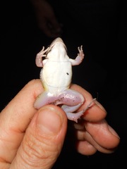 Leptodactylus latinasus