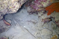 Neoniphon vexillarium