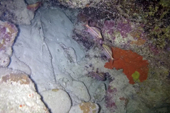 Neoniphon vexillarium