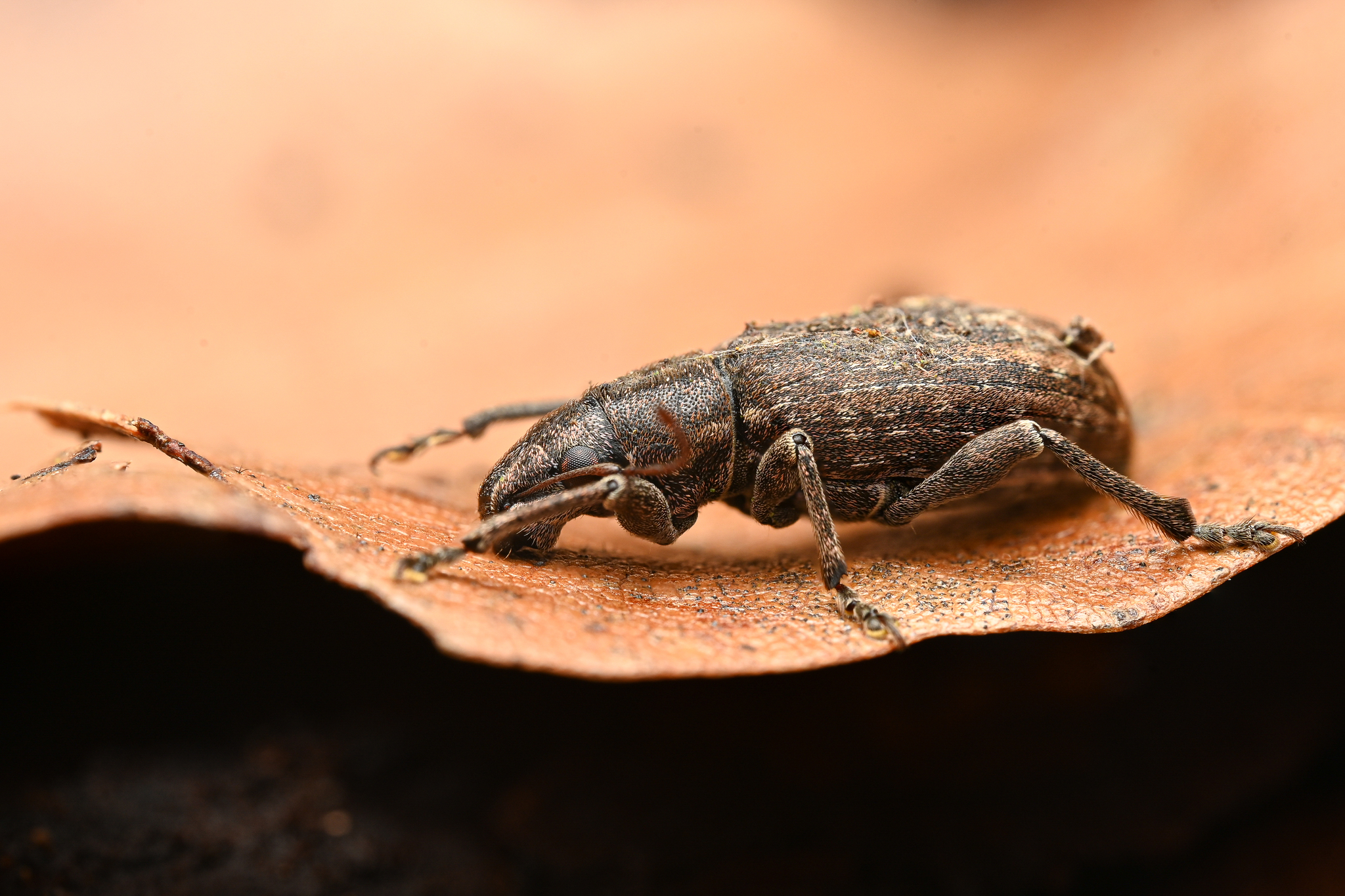 Brachyderes incanus