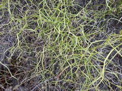 Platysace compressa