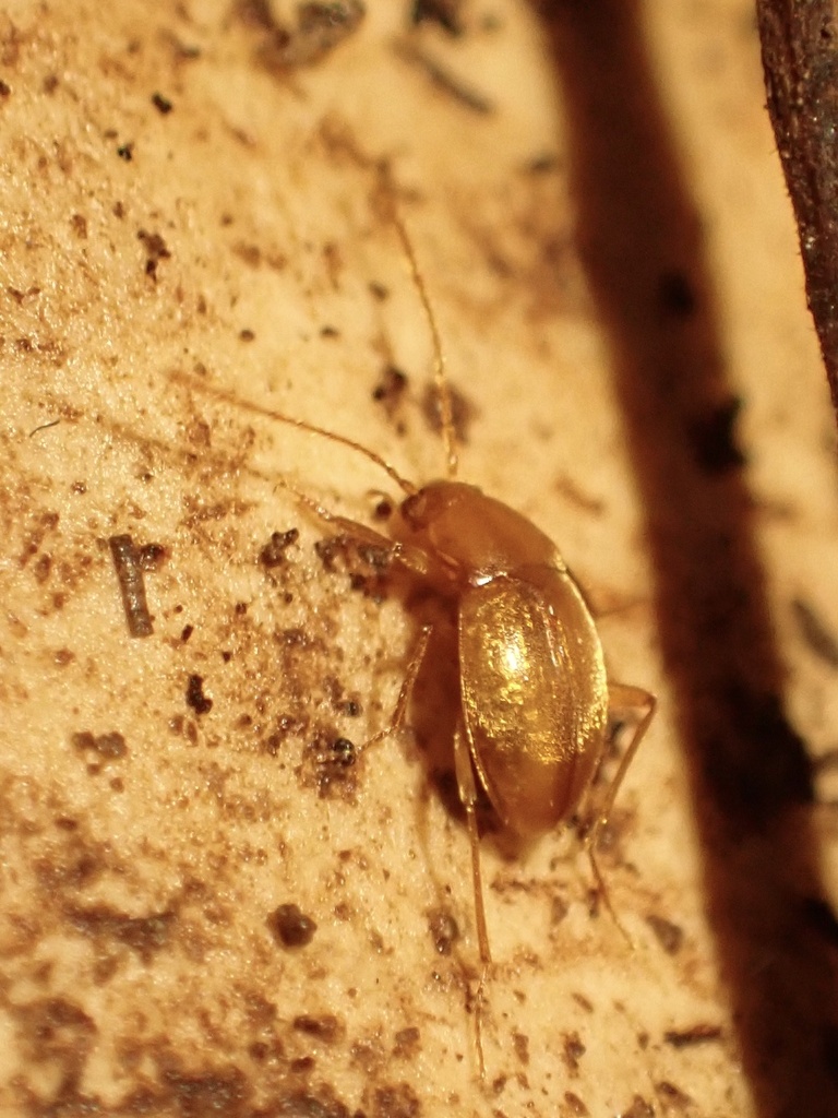 Troglodromus bucheti