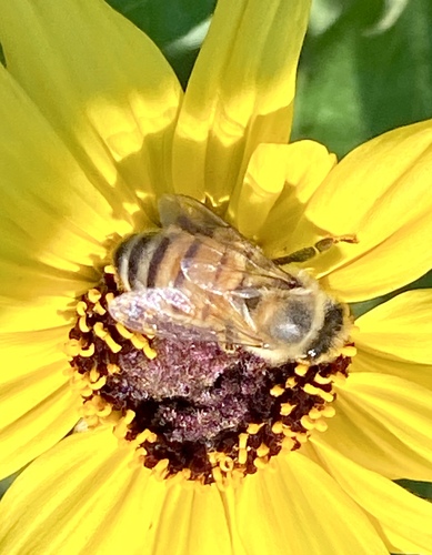 iNaturalist observation photo of Western Honey Bee