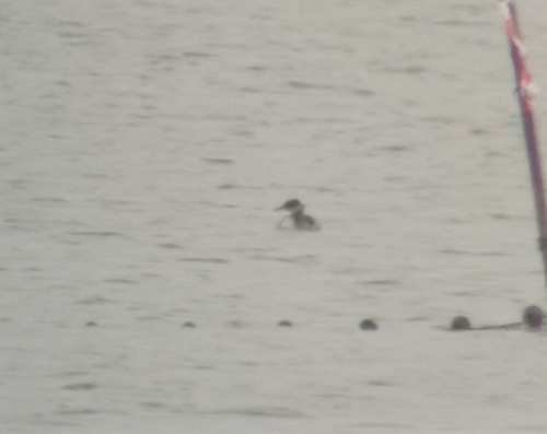Red-necked Grebe (Podiceps grisegena), photo 5