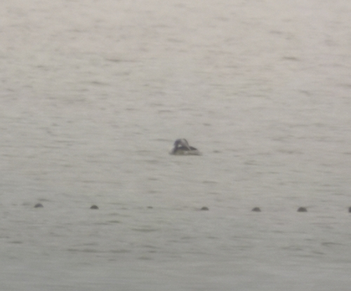 Red-necked Grebe (Podiceps grisegena), photo 6