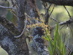 Epidendrum cylindrostachys