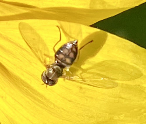iNaturalist observation photo of Margined Calligrapher