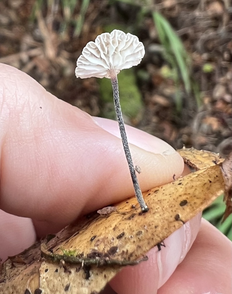 Tetrapyrgos nigripes · January 2026 · photo: © phillymycobeth (iNaturalist, cc0)