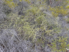 Platysace compressa