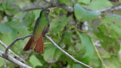Buff-Bellied Hummingbird photo 2