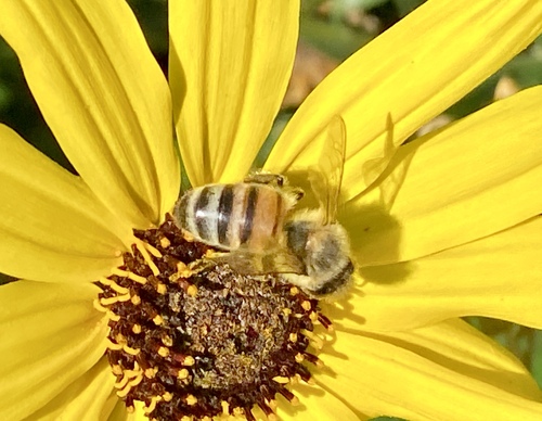 iNaturalist observation photo of Western Honey Bee