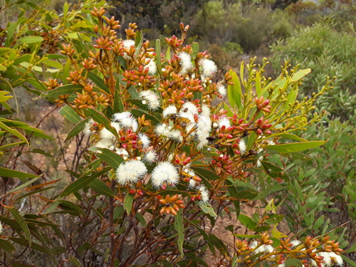 Eucalyptus uncinata Turcz.